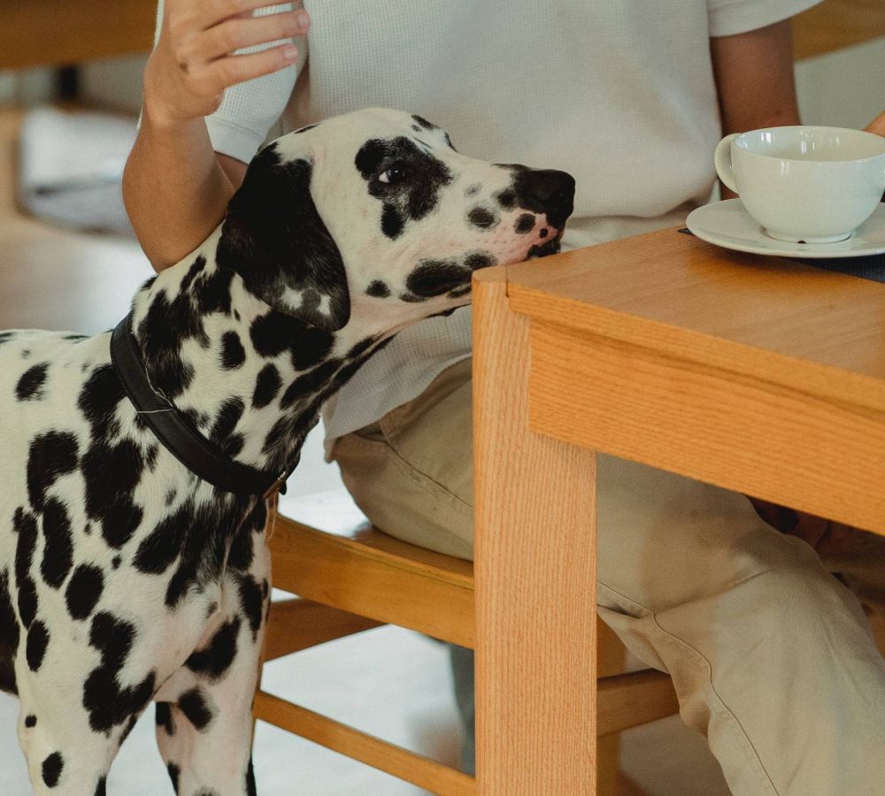 A Dalmatian dog leans against a person sitting at a wooden table with a white teacup visible on the surface.