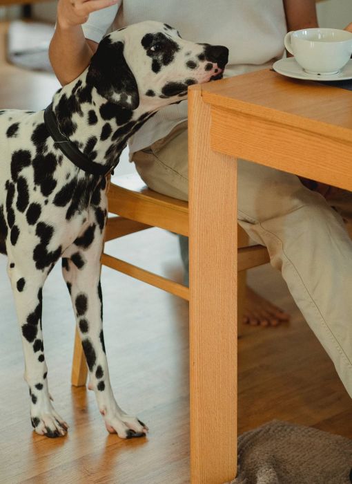 A Dalmatian dog leans against a person sitting at a wooden table with a white teacup visible on the surface.