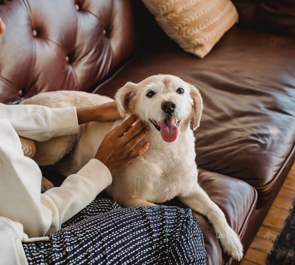 Happy dog sitting on woman's lap on a couch