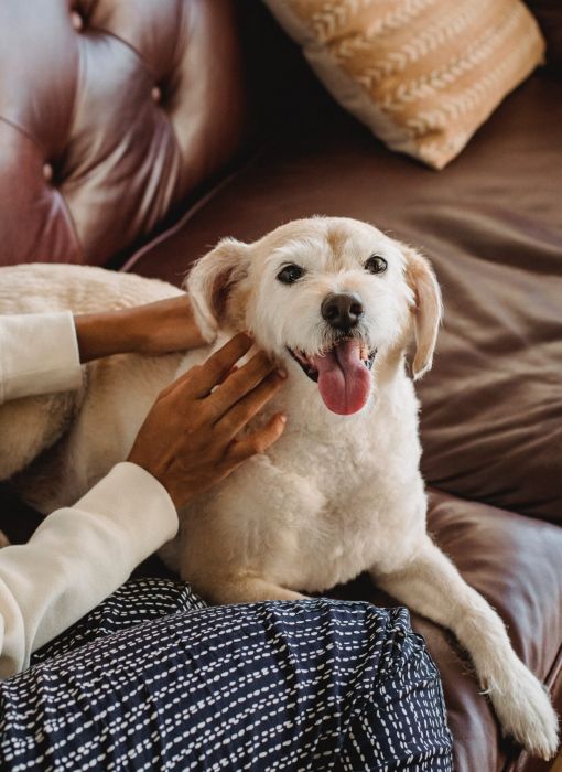 Happy dog sitting on woman's lap on a couch