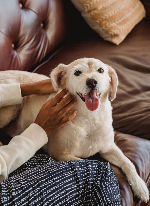 Happy dog sitting on woman's lap on a couch