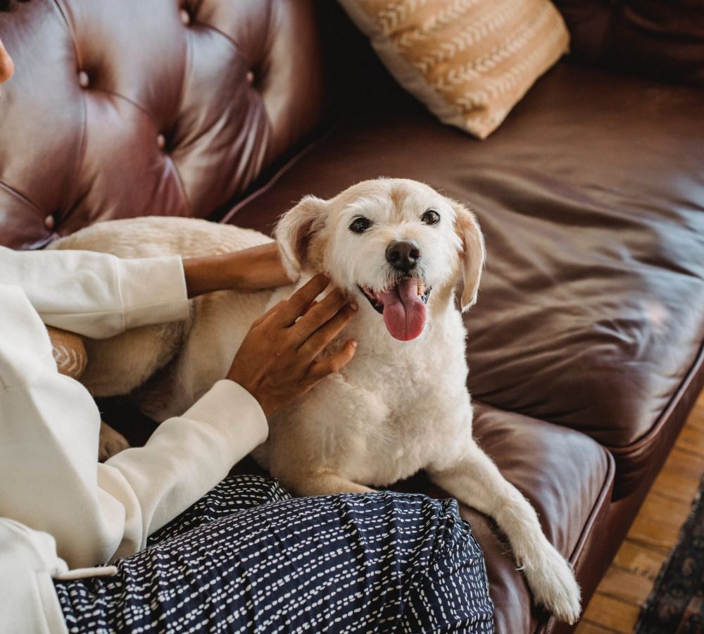 Happy dog sitting on woman's lap on a couch